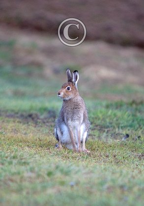 Mountain or Blue Hare DM0990